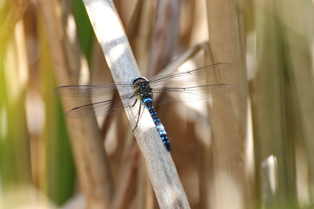 Aeshna juncea maschio?  No, Aeshna mixta.